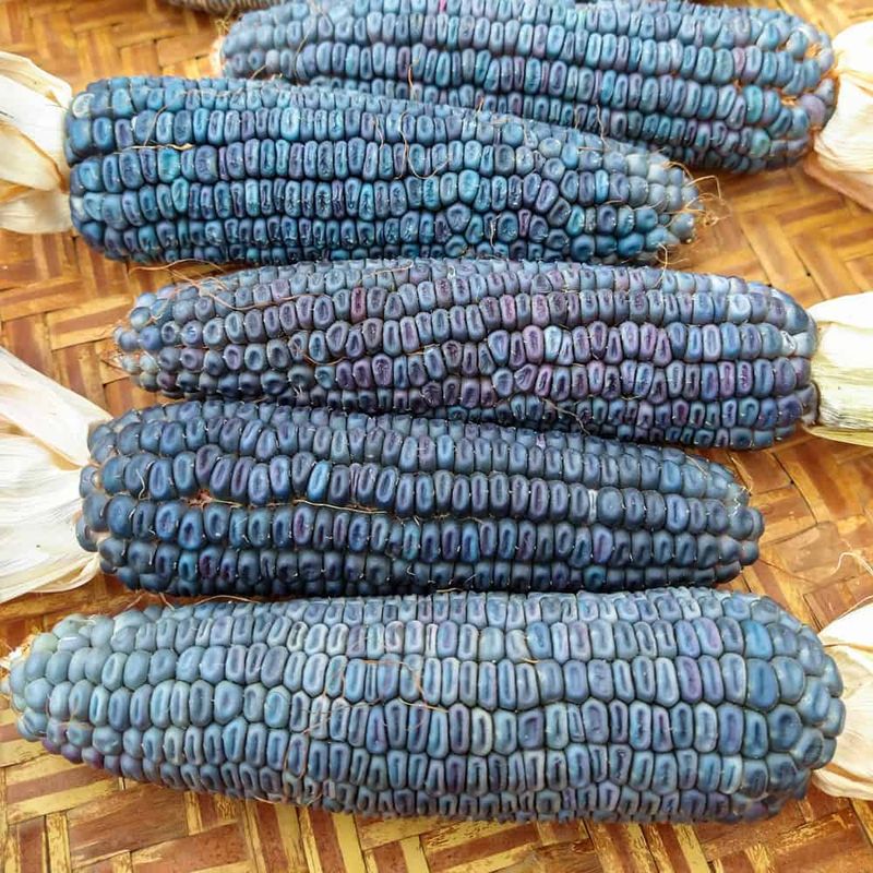 Blue Corn