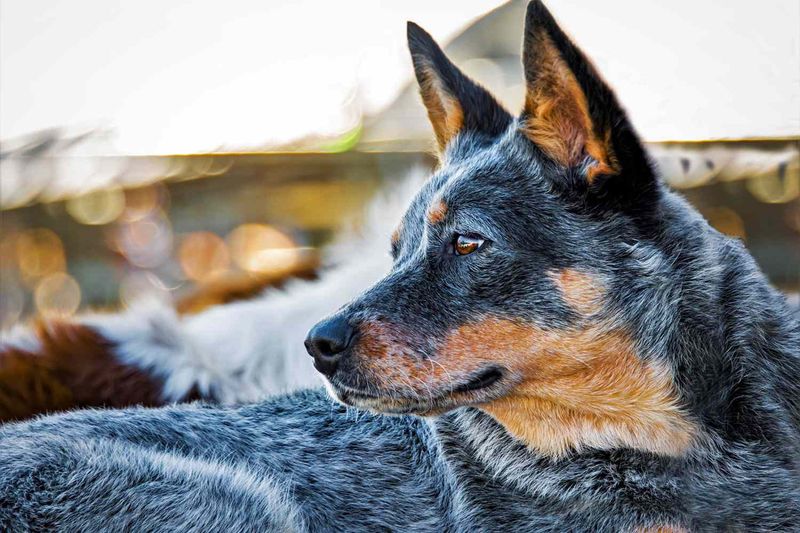 Blue Healer Dogs