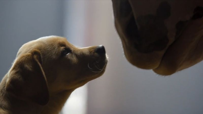 Budweiser – Puppy Love (2014)