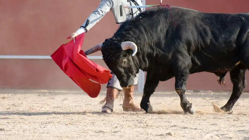 Bulls Hate Red
