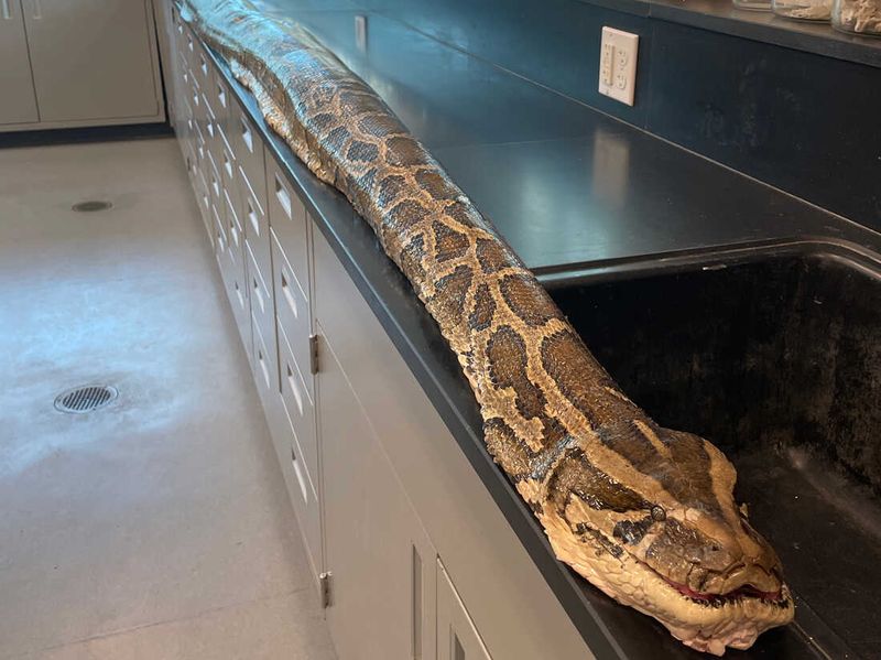 Burmese Python in Florida