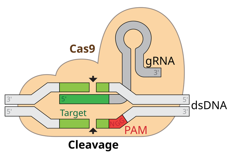 CRISPR Gene Editing (2012)