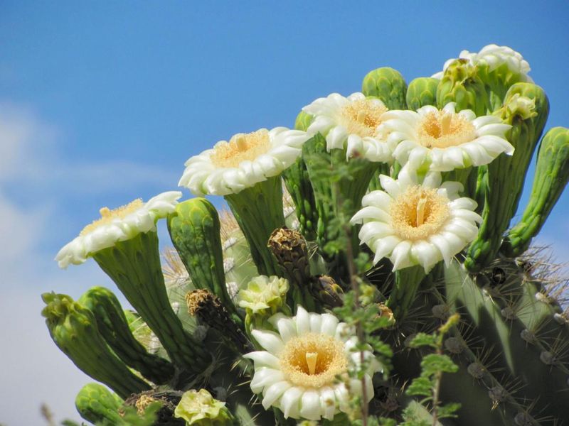 Cactus Blooming