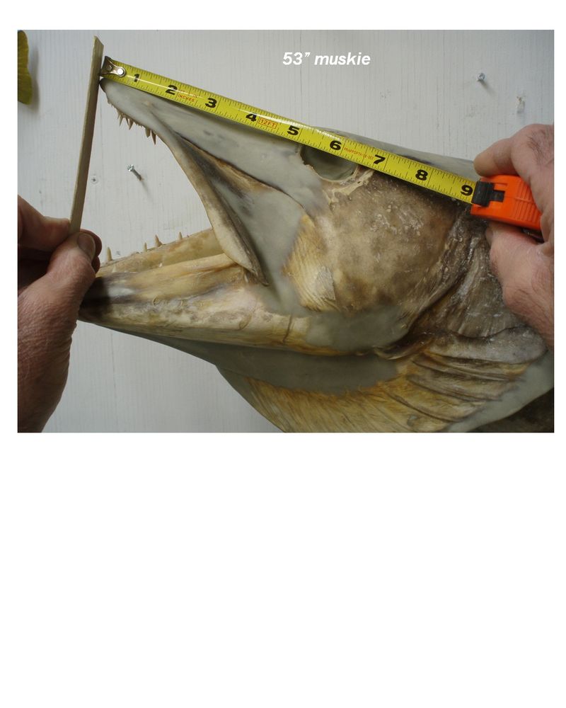 Cal Johnson – 1949 (Muskellunge, Wisconsin)
