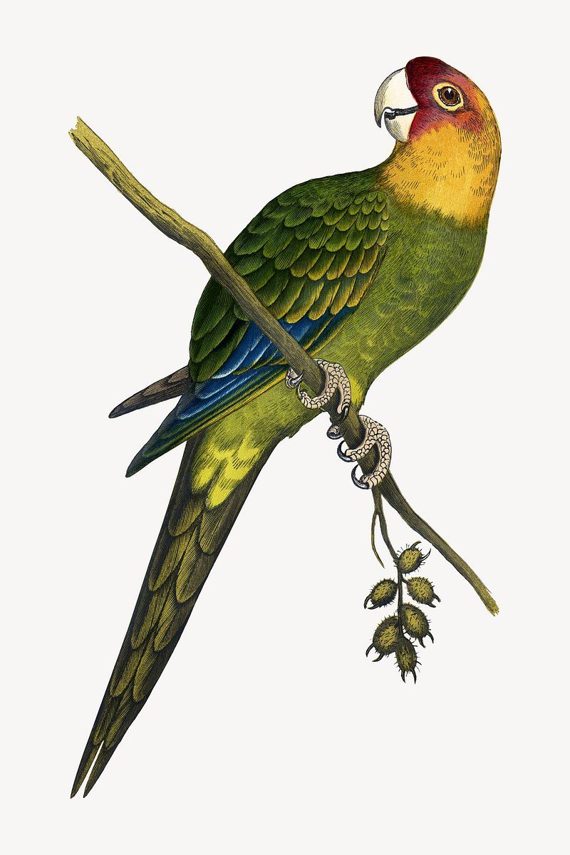 Carolina Parakeet