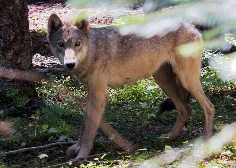 Cascade Mountain Wolf