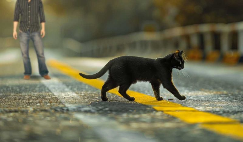 Cats Crossing Your Path Brings Bad Luck
