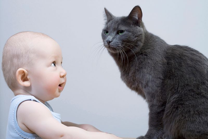 Cats Suck the Breath Out of Babies