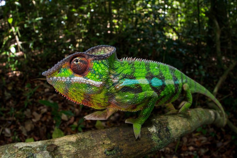 Chameleons Change Color Just to Match Their Surroundings