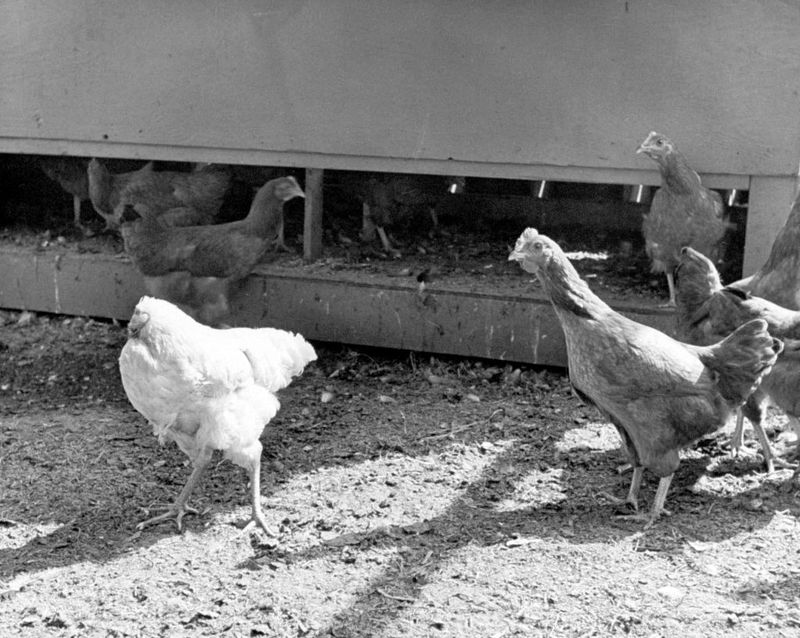 Chickens Can Live Without Their Heads