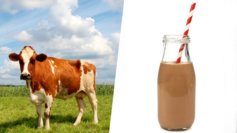 Chocolate milk comes from brown cows.