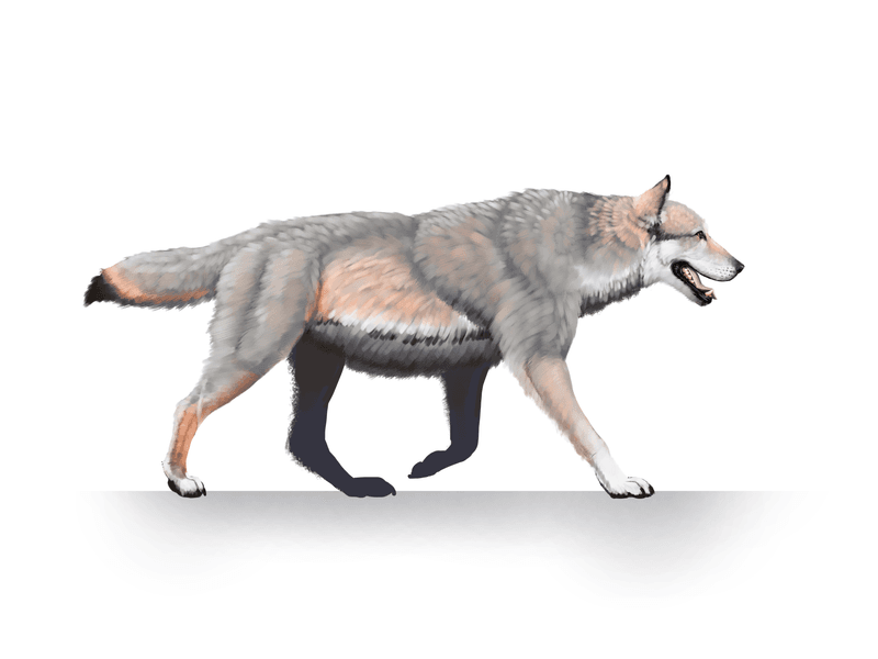 Dire Wolf