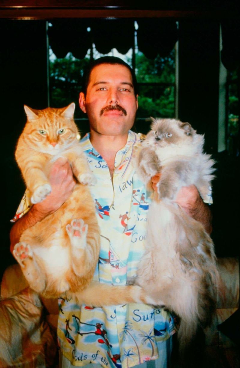 Freddie Mercury Had a Love for Cats