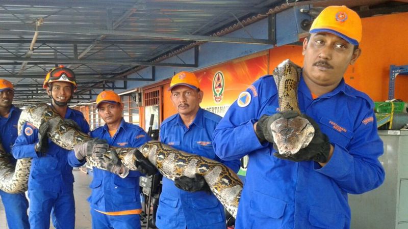 Giant Python in Malaysia (2016)