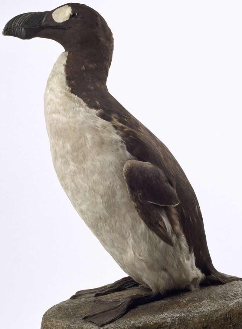 Great Auk