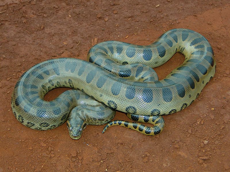 Green Anaconda Found in Venezuela