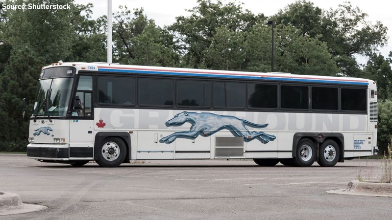 Greyhound