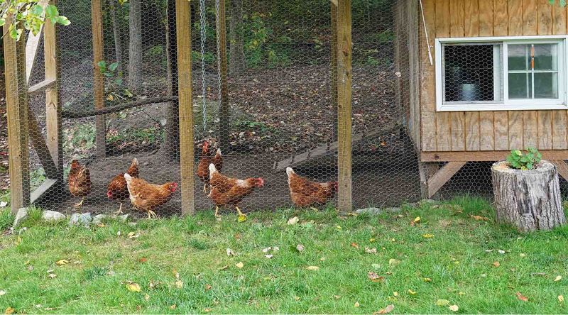 Chicken Coops in Urban Zones