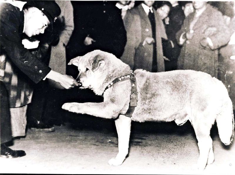 Hachiko