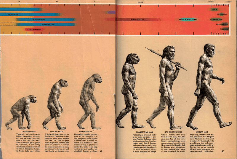 Humans Evolved Directly from Modern Apes