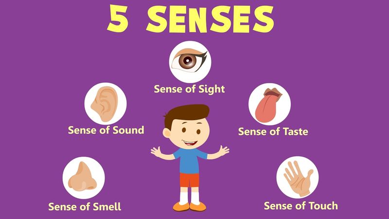 Humans Have Only Five Senses