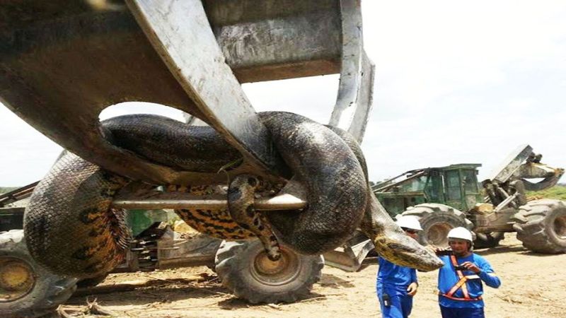 Large Anaconda Found in Brazil (2016)