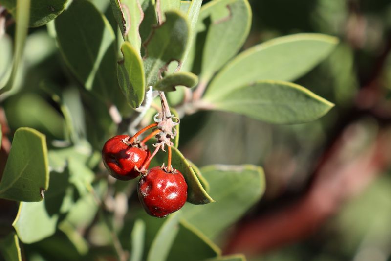 Manzanita Berries