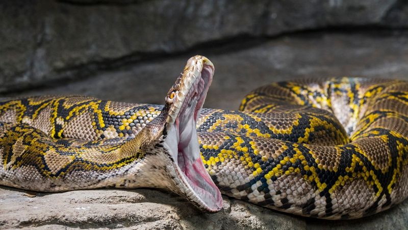 Medusa (Reticulated Python)