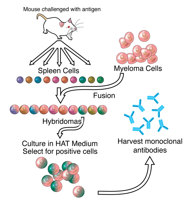 Monoclonal Antibody Therapies (1970s/1990s)