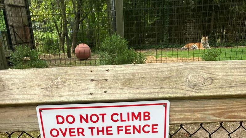 No Climbing the Fence to Pet the Tigers