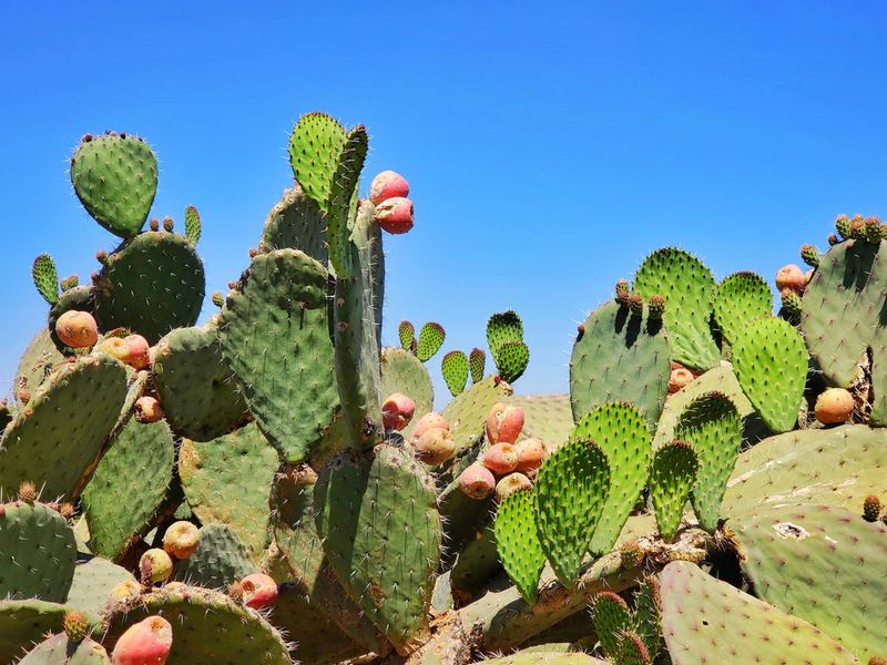 Nopales