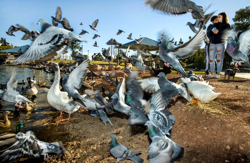 Pigeon Feeding Restrictions