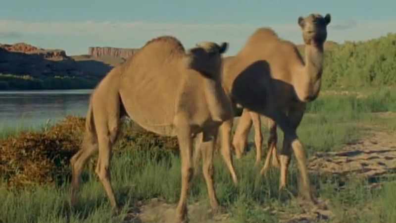Pleistocene Camel (Camelops)