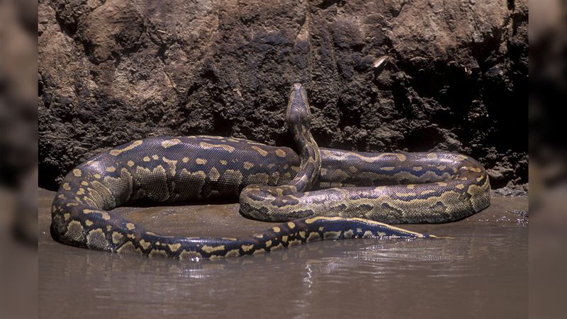 Reticulated Python in Indonesia