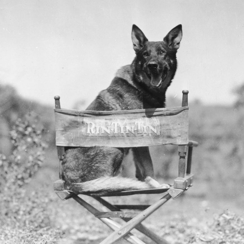 Rin Tin Tin