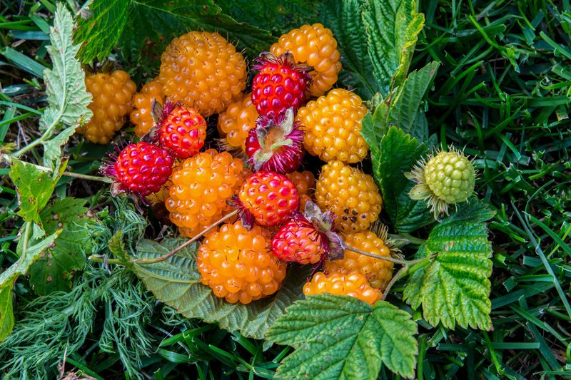 Salmonberries