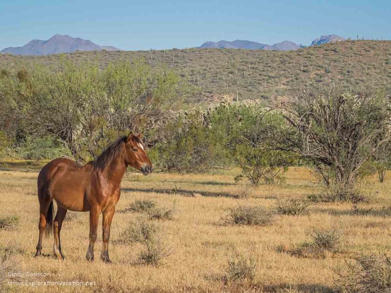 Selective Breeding by Nature