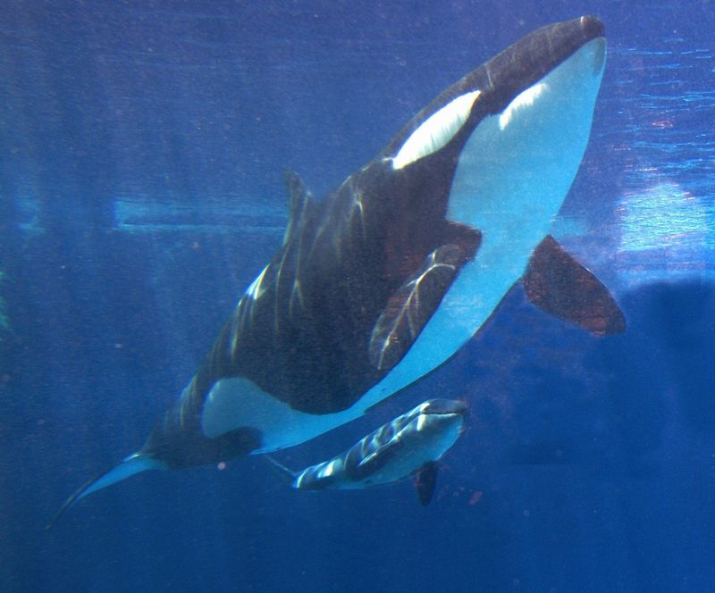 Shamu