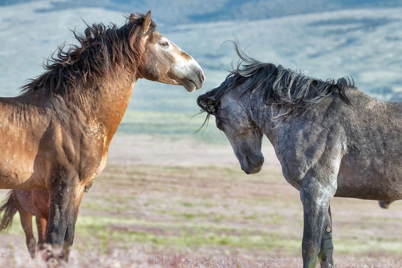 Strong Herd Instinct