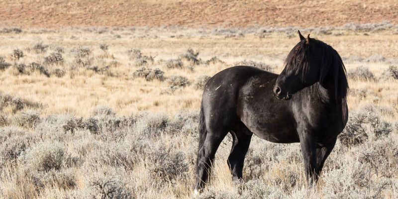 Strong Hooves and Endurance