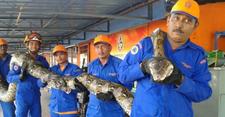 The 10 Biggest Snakes Ever Discovered – Record-Breaking Giants of the Wild!