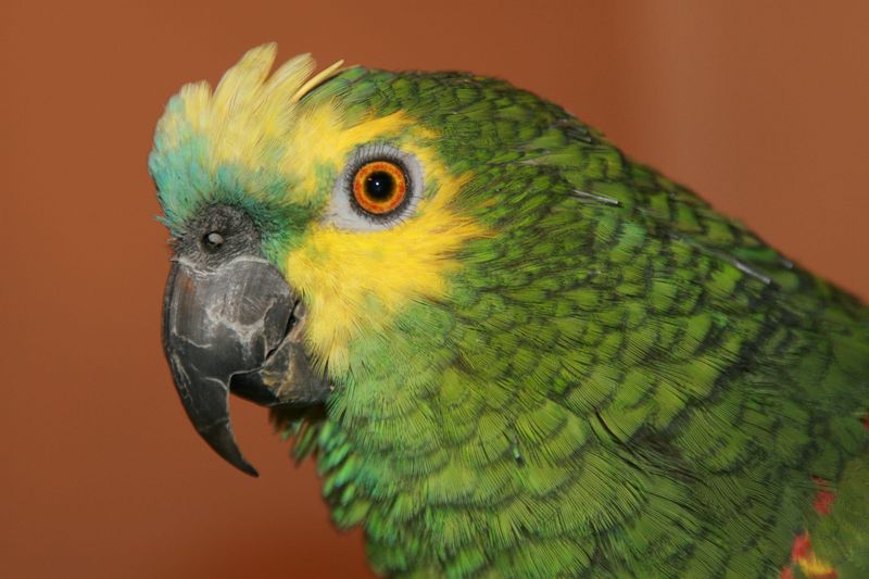 The Case of the Singing Parrot