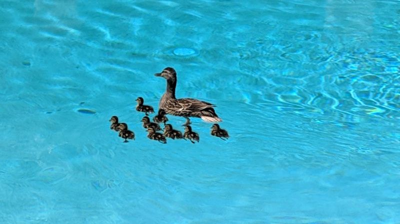 The Case of the Swimming Pool Duck