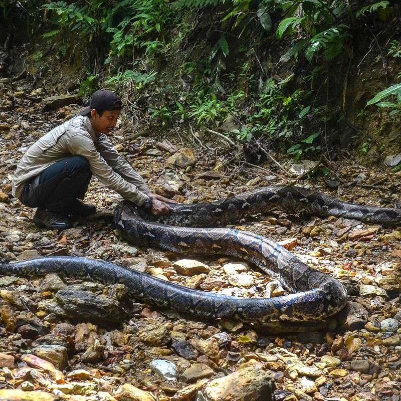 The Giant Borneo Python