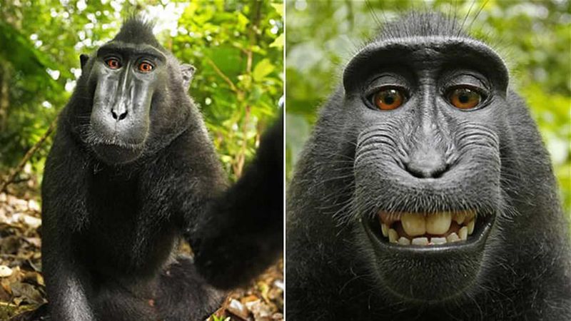 The Monkey Selfie Lawsuit