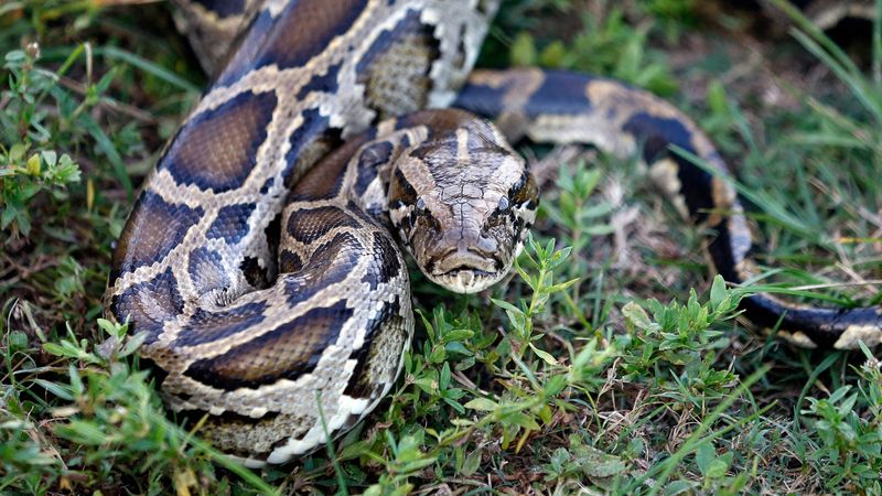 The “Monster Python” of Sulawesi