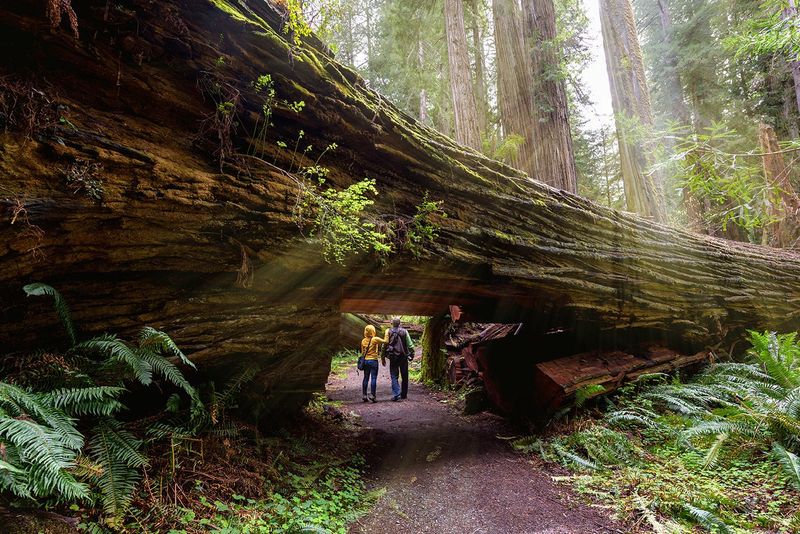 The Redwood National Park