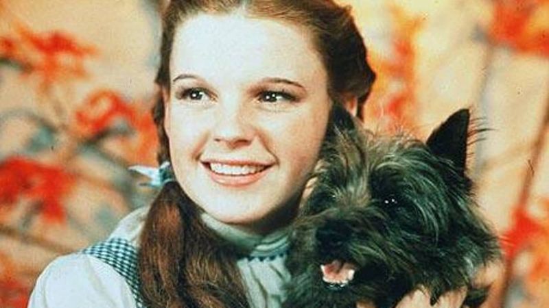 Toto from The Wizard of Oz