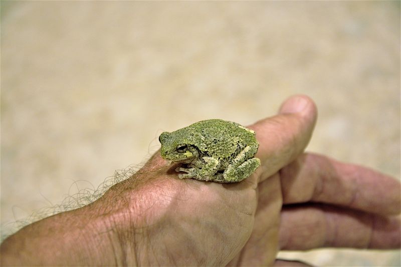 Touching Toads Causes Warts