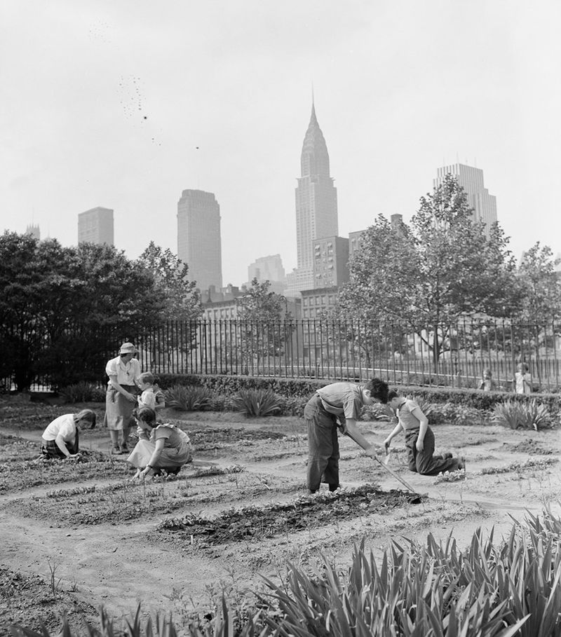 Victory Gardens